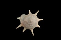 藏品(星螺)的圖片